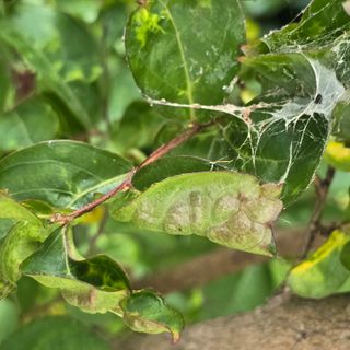 자두15836님의 기타작물 · 병해충상담 작성글 사진