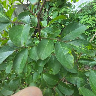 자두15836님의 기타작물 · 병해충상담 작성글 사진