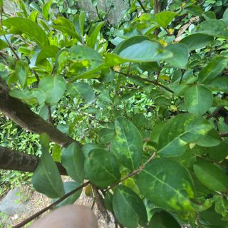 자두15836님의 기타작물 · 병해충상담 작성글 사진