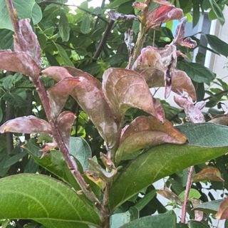 자두15836님의 기타작물 · 병해충상담 작성글 사진