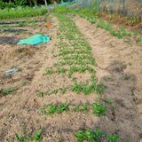 팜모닝 기타작물·영농일지 게시글 이미지