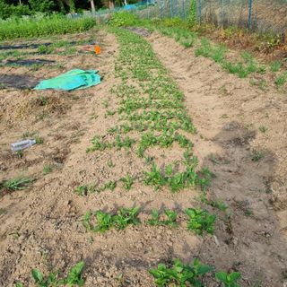 이홍균님의 기타작물 · 영농일지 작성글 사진