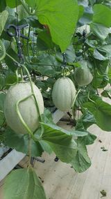 팜모닝 다시만나 반가워요👋🏻·참여글 게시글 이미지