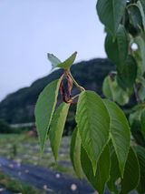 팜모닝 자유주제·자유게시판 게시글 이미지