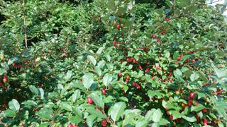 Blackbear님의 기타작물 · 영농일지 작성글 사진