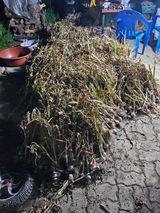 팜모닝 마늘·영농일지 게시글 이미지