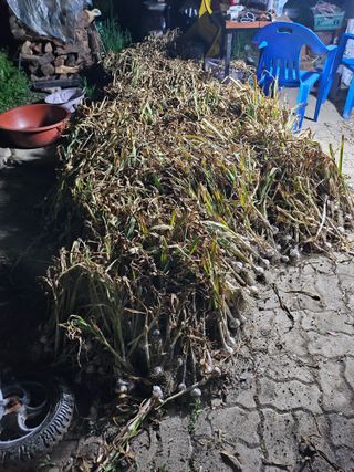 다일부동산님의 마늘 · 영농일지 작성글 사진