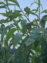 팜모닝 복숭아·병해충상담 게시글 이미지