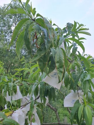 장문수님의 복숭아 · 병해충상담 작성글 사진