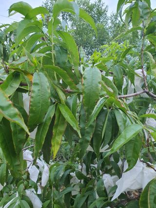 장문수님의 복숭아 · 병해충상담 작성글 사진