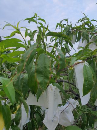 장문수님의 복숭아 · 병해충상담 작성글 사진