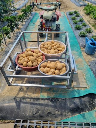 호미대장님의 감자 · 영농일지 작성글 사진