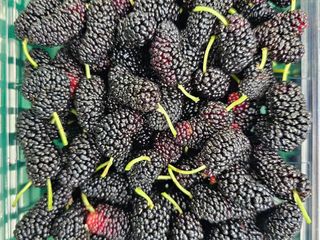 내츄럴팜 채명심님의 기타작물 · 영농일지 작성글 사진