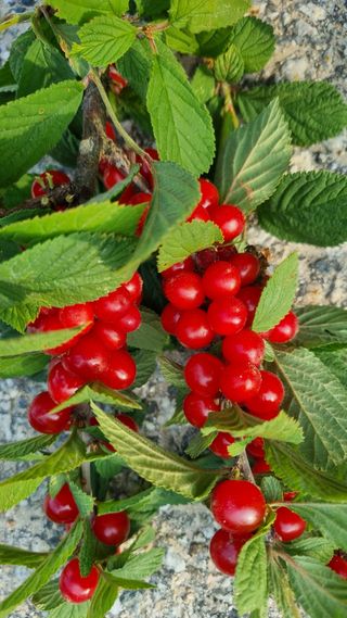 최언봉님의 자유주제 · 자유게시판 작성글 사진