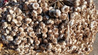 박현수님의 마늘 · 영농일지 작성글 사진