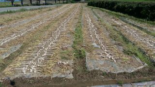 박현수님의 마늘 · 영농일지 작성글 사진