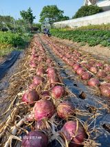 팜모닝 양파·영농일지 게시글 이미지