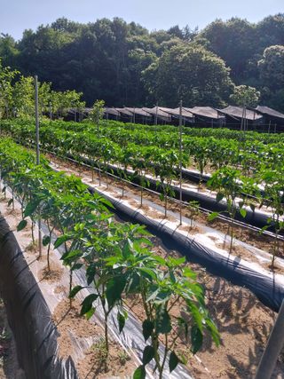 시골살이님의 고추 · 영농일지 작성글 사진