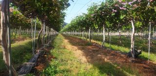 소백산단산포도이종석님의 포도 · 영농일지 작성글 사진