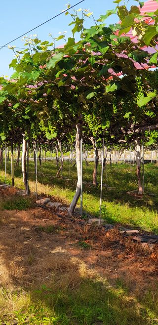 소백산단산포도이종석님의 포도 · 영농일지 작성글 사진