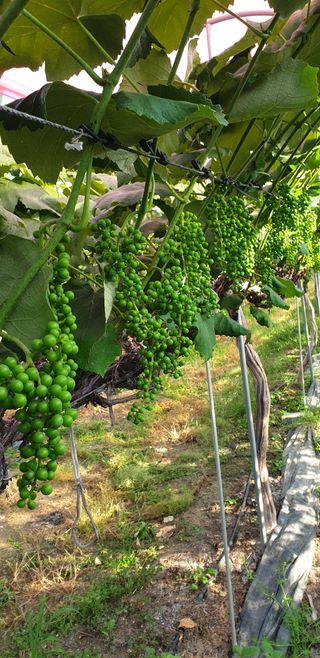 소백산단산포도이종석님의 포도 · 영농일지 작성글 사진