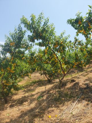 대파18979님의 복숭아 · 영농일지 작성글 사진