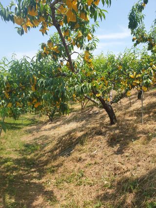 대파18979님의 복숭아 · 영농일지 작성글 사진