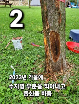 양파21964님의 기타작물 · 병해충상담 작성글 사진