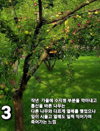 양파21964님의 기타작물 · 병해충상담 작성글 사진