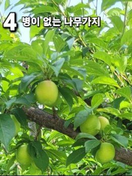 양파21964님의 기타작물 · 병해충상담 작성글 사진