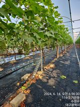 팜모닝 포도·영농일지 게시글 이미지