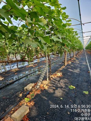 골실지기님의 포도 · 영농일지 작성글 사진