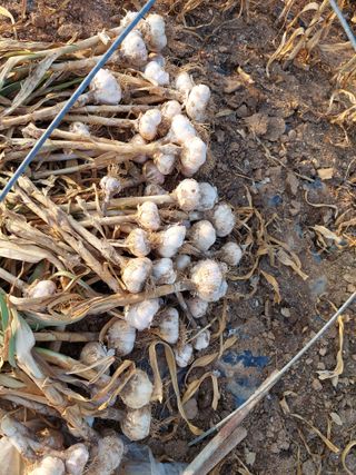 김경자님의 블루베리 · 영농일지 작성글 사진