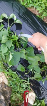 팜모닝 옥수수·자유게시판 게시글 이미지