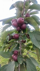 팜모닝 블루베리·영농일지 게시글 이미지