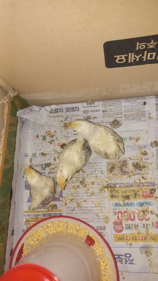 임수백 님의 블루베리 · 영농일지 작성글 사진