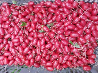 보령 게으른농부님의 자유주제 · 자유게시판 작성글 사진