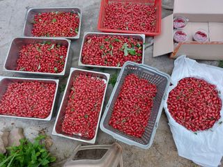 보령 게으른농부님의 자유주제 · 자유게시판 작성글 사진