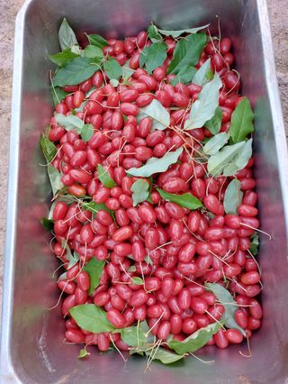 보령 게으른농부님의 자유주제 · 자유게시판 작성글 사진