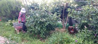 보령 게으른농부님의 자유주제 · 자유게시판 작성글 사진