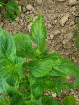 팜모닝 농사, 무엇이든 물어보세요!·참여글 게시글 이미지