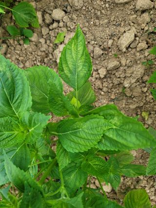 정지윤/눈개승마님의 농사, 무엇이든 물어보세요! · 참여글 작성글 사진