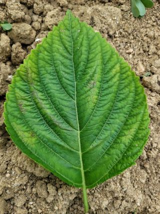 정지윤/눈개승마님의 농사, 무엇이든 물어보세요! · 참여글 작성글 사진