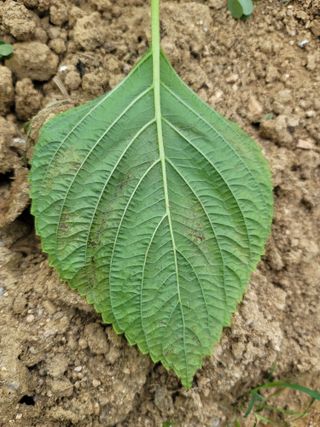 정지윤/눈개승마님의 농사, 무엇이든 물어보세요! · 참여글 작성글 사진