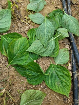 정지윤/눈개승마님의 농사, 무엇이든 물어보세요! · 참여글 작성글 사진