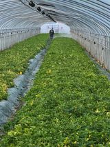 팜모닝 기타작물·영농일지 게시글 이미지