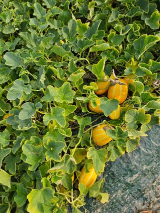 참외님의 기타작물 · 영농일지 작성글 사진