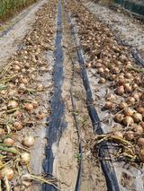 팜모닝 양파·영농일지 게시글 이미지