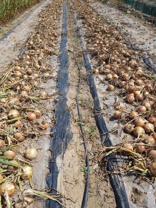 옥이네님의 양파 · 영농일지 작성글 사진