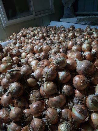 옥이네님의 양파 · 영농일지 작성글 사진